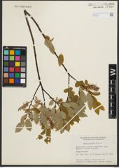 Foto von Salix pyrifolia Andersson